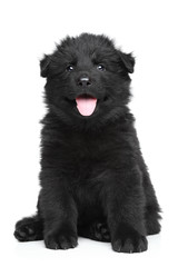 German shepherd puppy