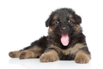 German shepherd puppy