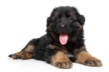 German shepherd puppy