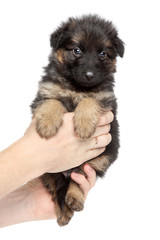 Cute German shepherd puppy sits in hand