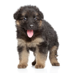 German shepherd puppy