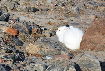Polar Hase auf Grönland