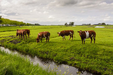 Cows in the field, Holland