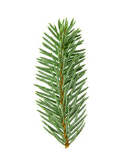 fir twig with clipping path