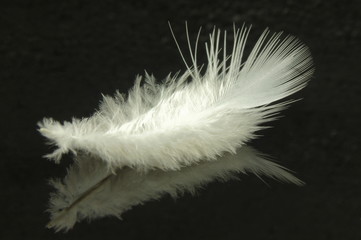 Pióro.