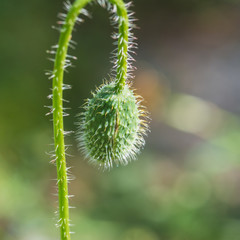 Hairy Stem