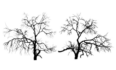Obraz premium Two dead trees without leaves