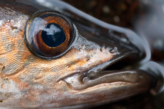 Pollock eye
