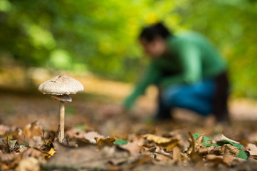 Mushroom in the forest with the mushrom picking girl