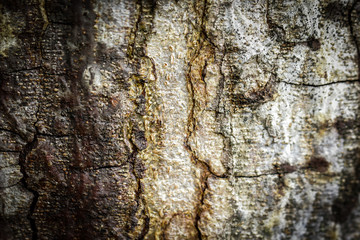 Close up  abstract Wood