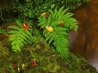 Wet fern stem with yellow aspen leaf in leaves forest.