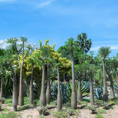 Fototapeta premium Cactus