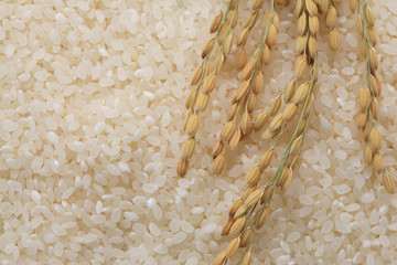 米と稲穂