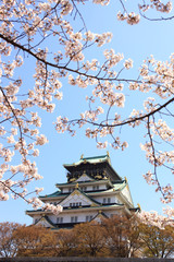 大阪城と桜