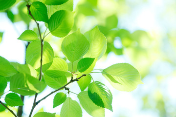 Fototapeta na wymiar Świeże zielone liście