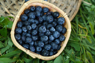 Blueberries in wooden basket on wicker tray on grass