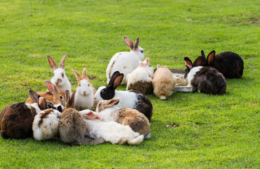 Group of rabbits