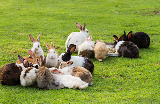 Group Of Rabbits