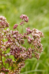Obraz premium Fresh oregano