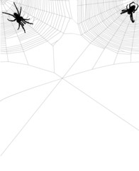 two spiders in web corners