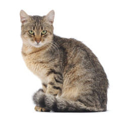 Fototapeta premium Cat on a white background