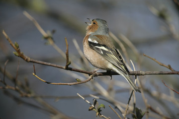 Chaffinch, Fringilla coelebs