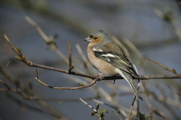 Chaffinch, Fringilla coelebs
