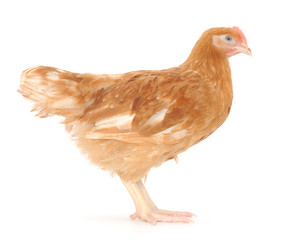 brown hen