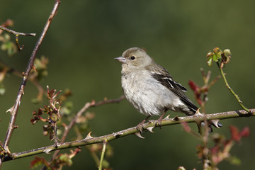 Chaffinch, Fringilla coelebs