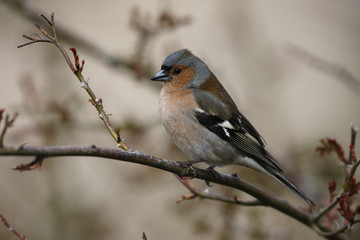 Chaffinch, Fringilla coelebs