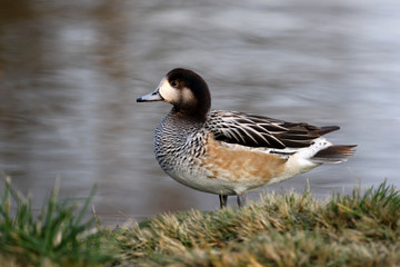 Chiloe wigeon, Anas sibilatrix