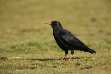 Fototapeta premium Chough, Pyrrhocorax pyrrhocorax