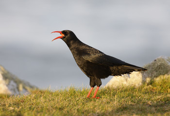 Chough, Pyrrhocorax pyrrhocorax