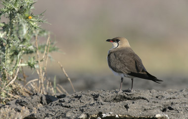 Collared pratincole, Glareola pratincola