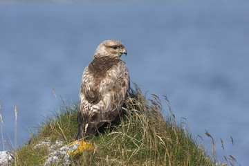 Common buzzard, Buteo buteo