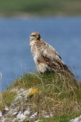Common buzzard, Buteo buteo