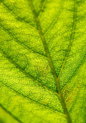 Leaf texture