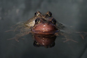 COMMON FROG, Rana temporaria, mating