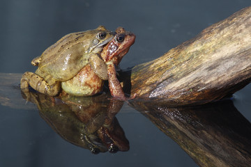 Common frog, Rana temporaria, 