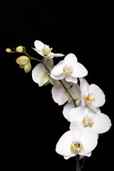 Türaufkleber Orchidee Weiße Orchidee isoliert auf schwarz