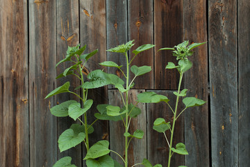 Naklejka na ściany i meble unripe sunflowers against the background of the wall from boards