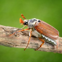 Cockchafer or May bug (Melolontha melolontha) is ready to fly from the tree branch, extreme...