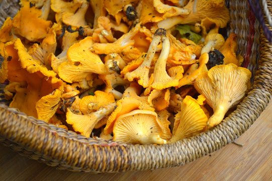 Girolle Bilder Durchsuchen 4,036 Archivfotos, und