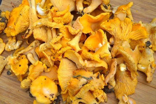 Girolle Bilder Durchsuchen 4,036 Archivfotos, und