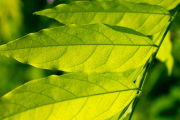 Green leaves against the sunshine