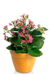 pianta fiorita di calancola in vaso