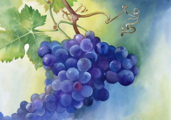 Watercolor illustration of grapes with leaves