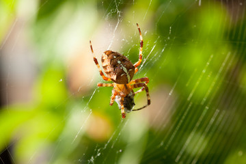 European garden spider with prey (Araneus diadematus)