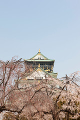 Fototapeta premium 桜と大阪城