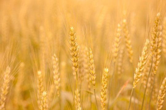 小麦畑 の画像 1 669 件の Stock 写真 ベクターおよびビデオ Adobe Stock